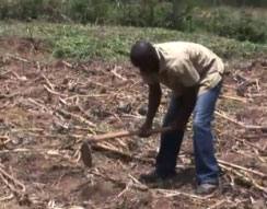 Preparing the soil for planting.